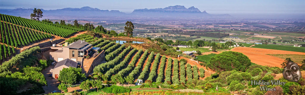South African Wine Culture: Rich in Heritage, Bold in Flavour